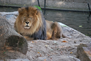 2010-09-17 Zoo Sennet (548)