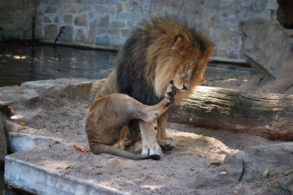 2010-09-17 Zoo Sennet (555)