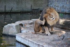 2010-09-17 Zoo Sennet (556)