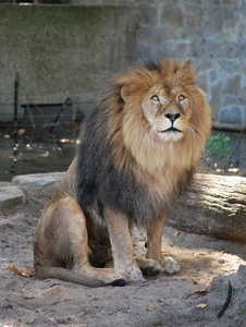 2010-09-17 Zoo Sennet (559)