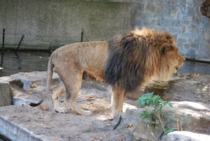 2010-09-17 Zoo Sennet (562)