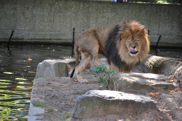 2010-09-17 Zoo Sennet (564)