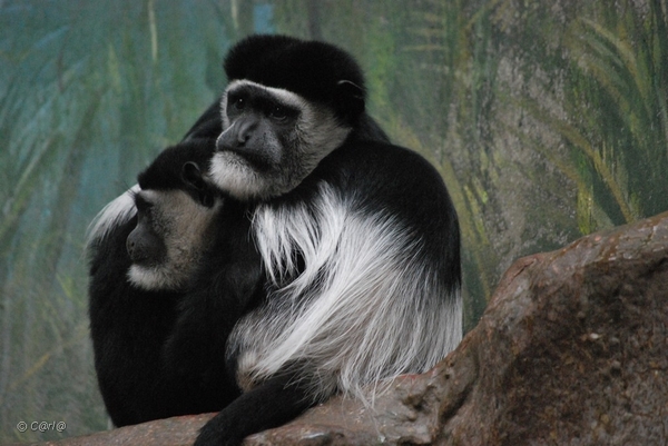 2010-09-17 Zoo Sennet (78)