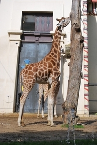 2010-09-17 Zoo Sennet (257)