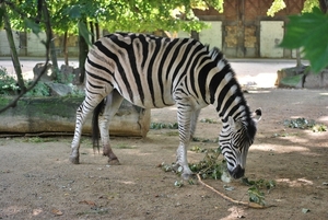 2010-09-17 Zoo Sennet (269)