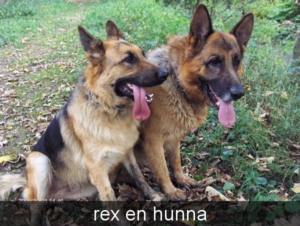 links hunna 2jaar -rechts rex 9jaar