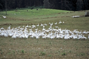 Foie Gras op zijn Pools