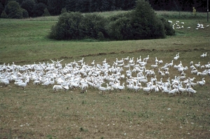 Foie Gras op zijn Pools