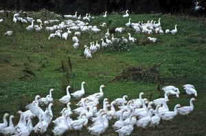 Foie Gras op zijn Pools