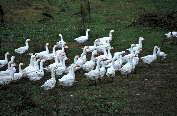 Foie Gras op zijn Pools