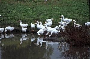 Foie Gras op zijn Pools