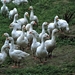 Foie Gras op zijn Pools