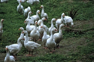 Foie Gras op zijn Pools