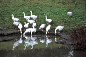 Foie Gras op zijn Pools