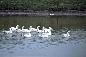 Foie Gras op zijn Pools