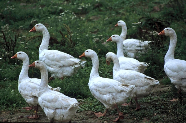 Foie Gras op zijn Pools