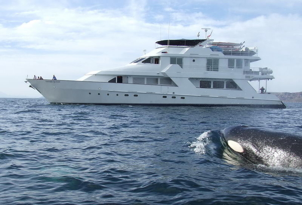 Orcas_Killer_Whales_18