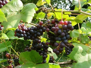 P1260322