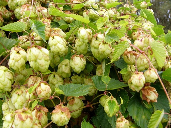Hop 05