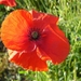 Papaver 13