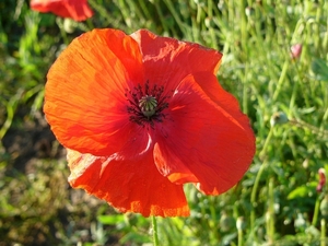 Papaver 13