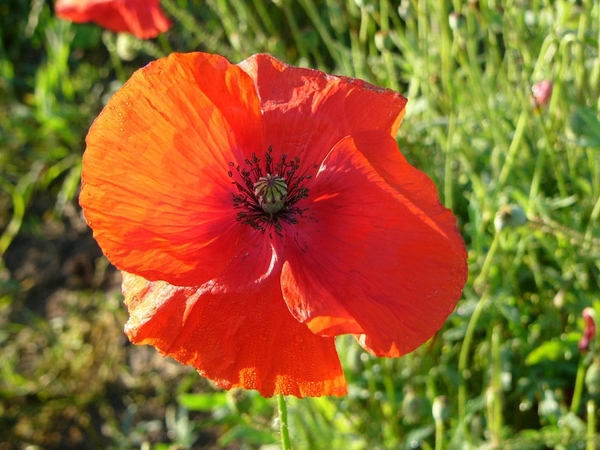 Papaver 13