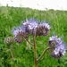 Phacelia 01