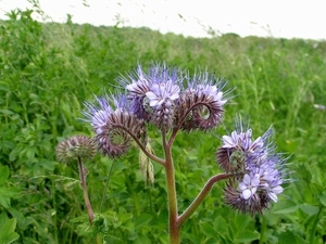 Phacelia 01