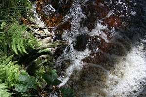 Ternell 2010 051