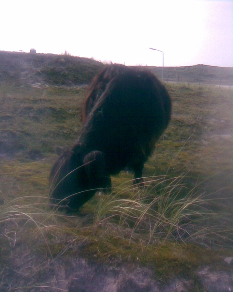 Buffel