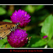 Thailand, Central - Tropical butterfly, Nakhon Sawan province.