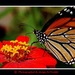 Thailand, Central - Tropical butterfly, Nakhon Sawan province.