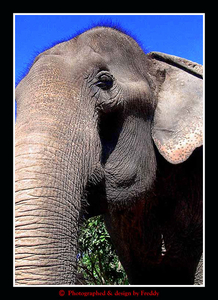 The Asian Elephant