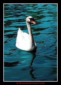 Lonely Swan