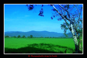 Paddy field, in the north.