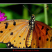 Tropical butterfly, Nakhon Sawan province.