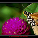 Tropical butterfly, Nakhon Sawan province.