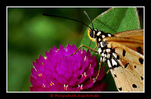 Tropical butterfly, Nakhon Sawan province.