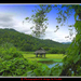 paddy field, in Mae Hong Son.