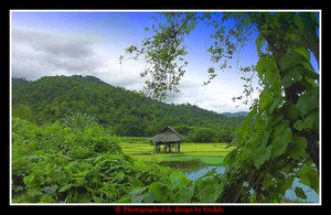paddy field, in Mae Hong Son.