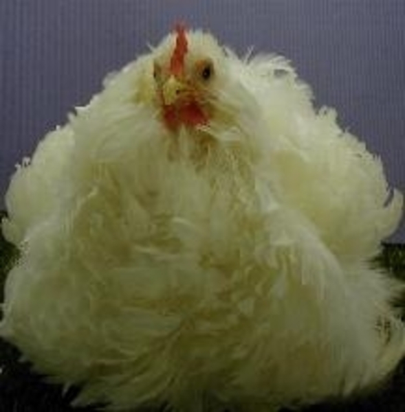 cochinkrielkrulvederhen