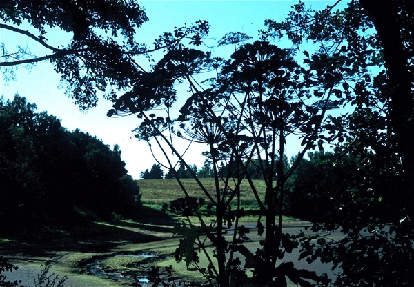 Tsjechi�