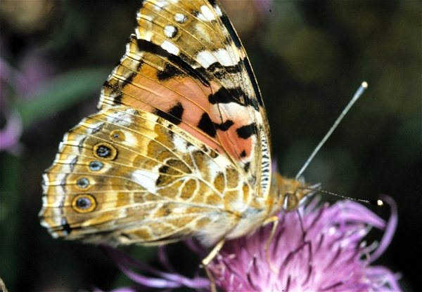 Tsjechi�