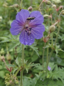 Peebles - natuurwandeling