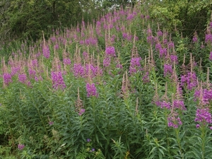 Peebles - natuurwandeling