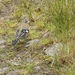 Glen Nevis - wandeling 2