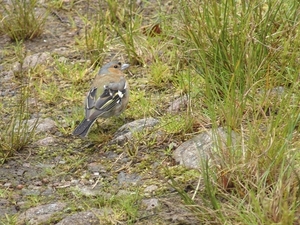 Glen Nevis - wandeling 2