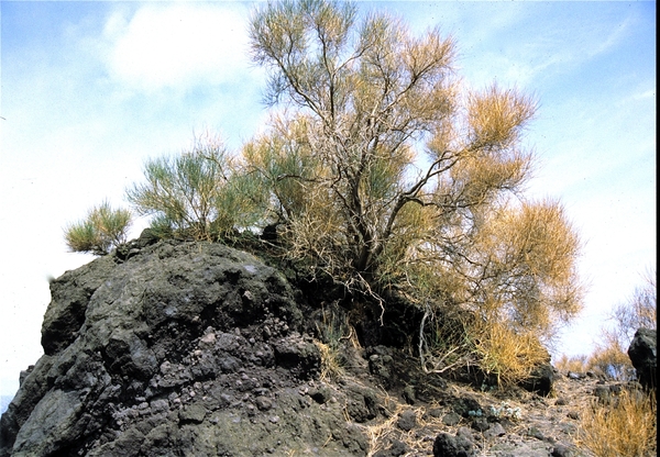 Etna