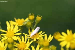 appel stippelmot 6