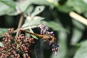 bloedrode heidelibel 2